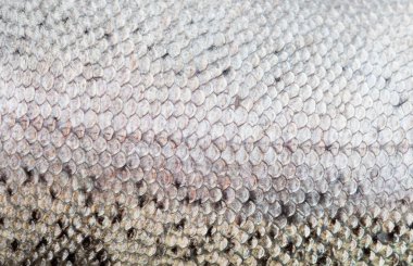 The fish scale close up. clipart