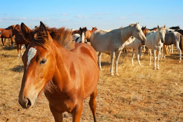 Hästar i Crimea prairie — Stockfoto