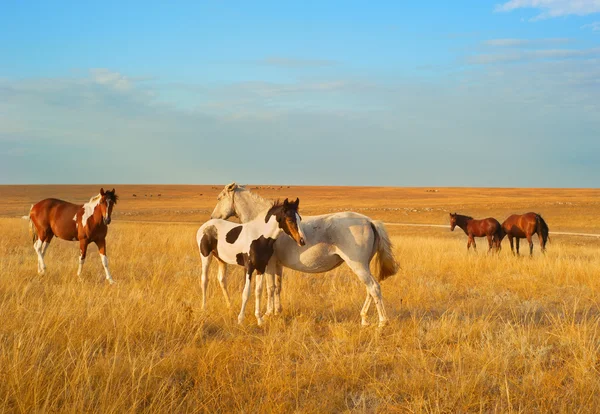 Troupeau de chevaux au coucher du soleil — Photo