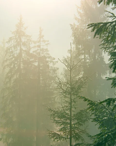 Floresta nebulosa nas montanhas dos Cárpatos — Fotografia de Stock