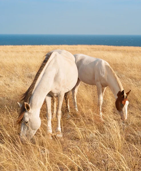 Familia de caballos blancos —  Fotos de Stock