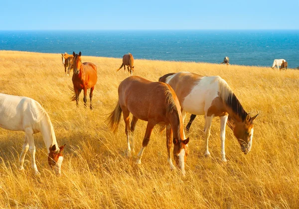 Cavalos perto do mar — Fotografia de Stock