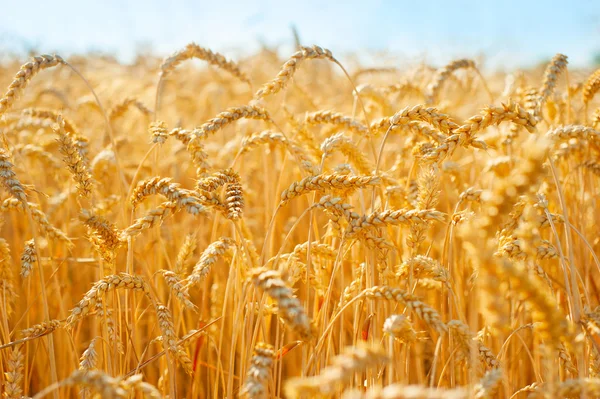 Beautiful wheat field — Stock Photo, Image