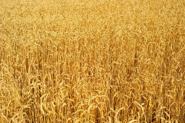 Фон поля пшеницы — стоковое фото