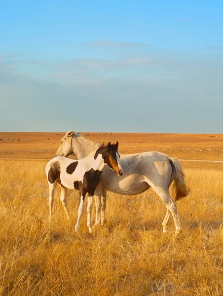 Hästar i Krim prairie — Stockfoto