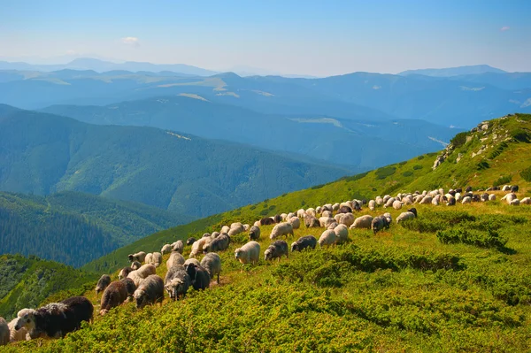Sheeps ovanpå Karpaterna berg — Stockfoto