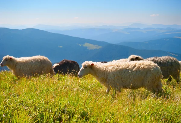 Owce w górskich Karpat — Zdjęcie stockowe
