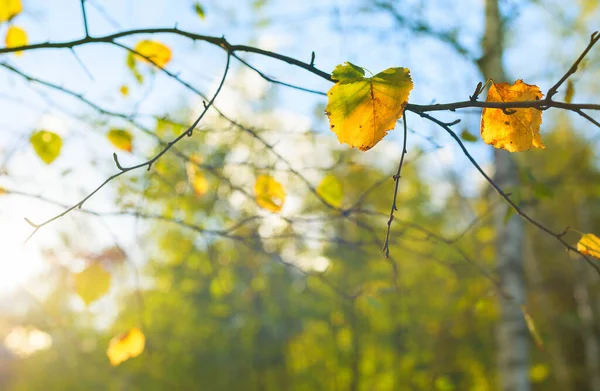 Foglie Betulla Autunnale Ramo Alla Luce Del Sole — Foto Stock