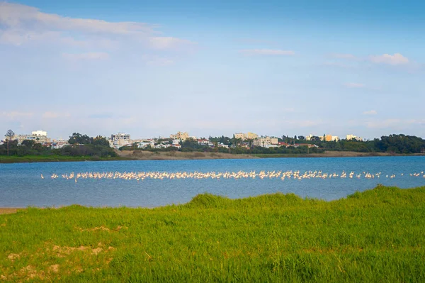 Flamingos Auf Einem See Larnaka Stadt Hintergrund Zypern — Stockfoto