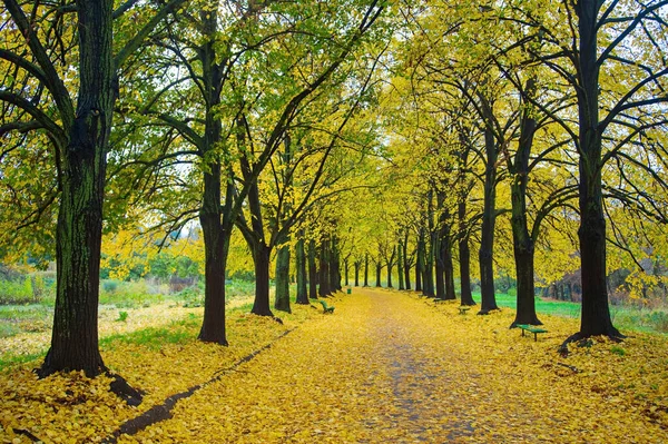 Krásná Podzimní Ulička Botanickém Parku Kyjev Ukrajina — Stock fotografie