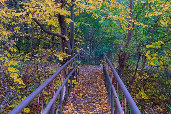 Ponte Sullo Stagno Alberi Colorati Autunno Kiev Kiev Ucraina — Foto Stock