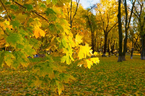 Vackert Höstträd Vid Solnedgången Park Fokus Förgrundsinformation — Stockfoto