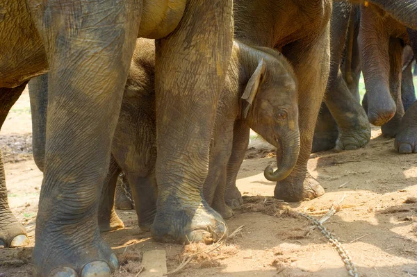 Elefante Bebé Orfanato Elefantes Pinnawala Sri Lanka — Foto de Stock