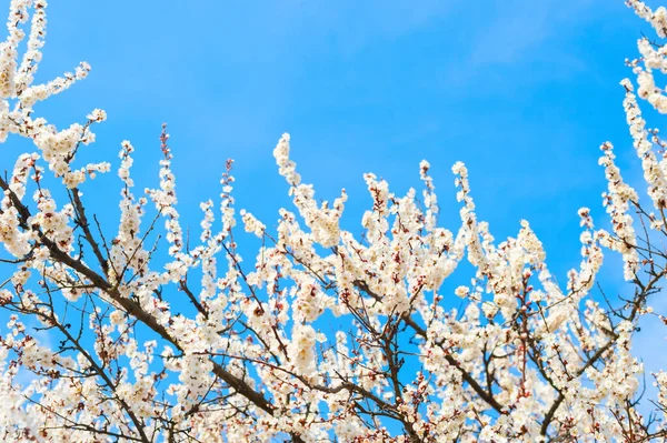 Весенний Цветок Дерева Фоне Голубого Неба — стоковое фото