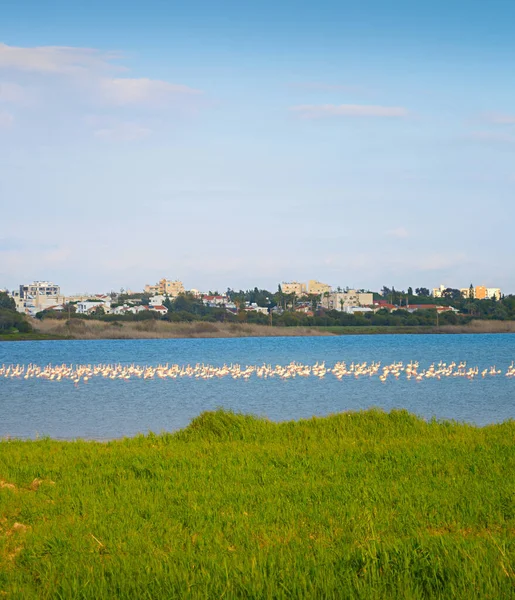 湖の上のフラミンゴ 背景にラルナカ市 キプロス — ストック写真