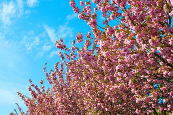 Цветущие Цветы Сакуры Весной Фон — стоковое фото