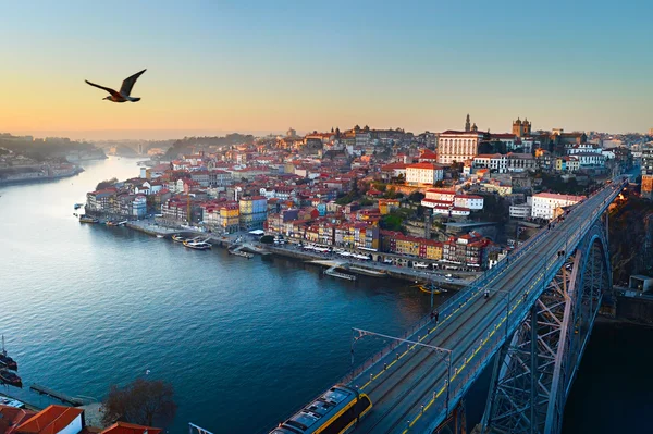 Ciudad de Oporto con gaviota voladora — Foto de Stock