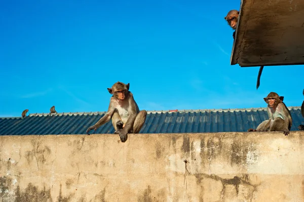 Monkyes sitting on the wall — Stock Photo, Image