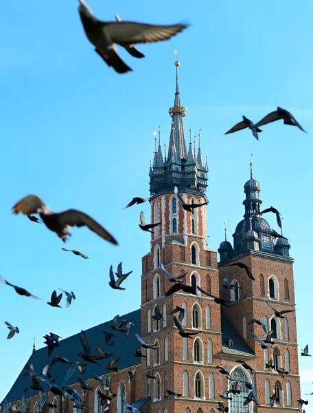Palomas de Cracovia sobre la Iglesia de Santa María — Foto de Stock