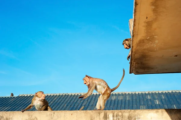 Urban monkey, Thailand — Stock Photo, Image