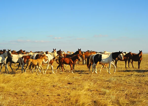 Big herd of horses in Crimea — Stock Photo, Image