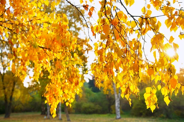 Rayon Soleil Brillant Travers Les Feuilles Colorées Bouleau Coucher Soleil — Photo