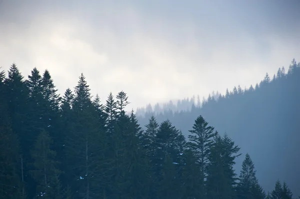 Paysage Avec Des Épinettes Dans Les Montagnes Jour Brumeux — Photo