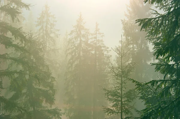 Туманный лес в — стоковое фото