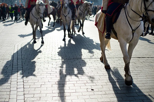 Лошади во время военного парада — стоковое фото