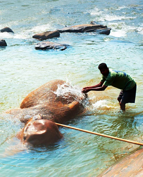 Baignade d'éléphants dans la rivière — Photo
