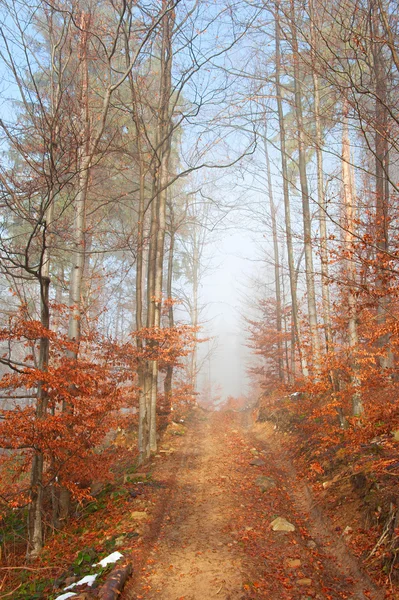 Strada forestale vuota — Foto Stock