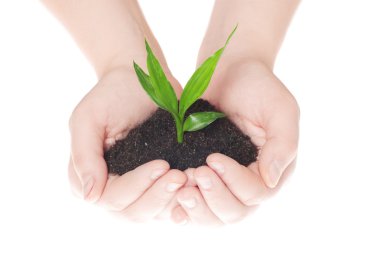 yeşil bitki tutan eller