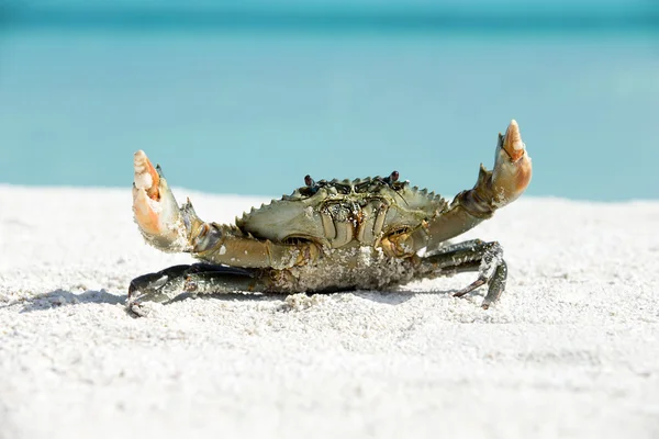 Crab on beach sand — Stock Photo, Image