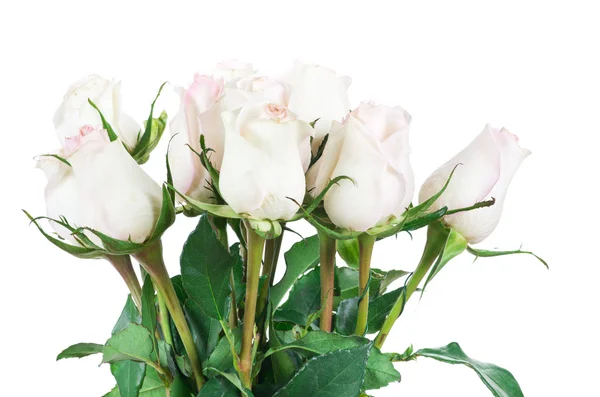 Rosas isoladas em branco — Fotografia de Stock