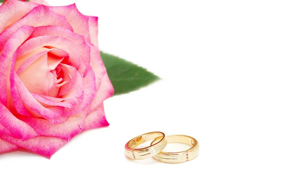 Rosa com ringson branco — Fotografia de Stock