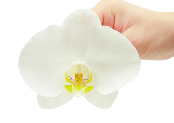 Flor de orquídea en mano — Foto de Stock