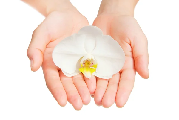 Flor de orquídea nas mãos — Fotografia de Stock