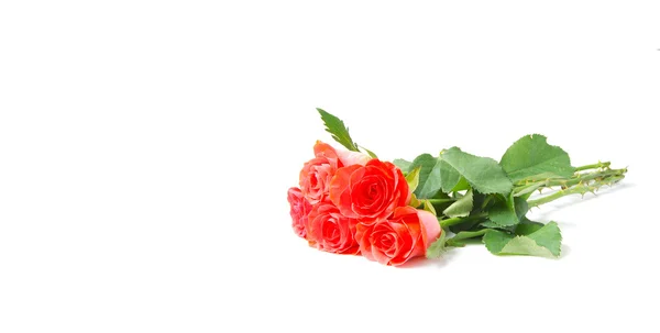 Růže izolované na bílém — Stock fotografie