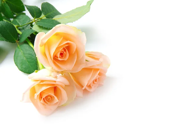 Roses isolated on white — Stock Photo, Image