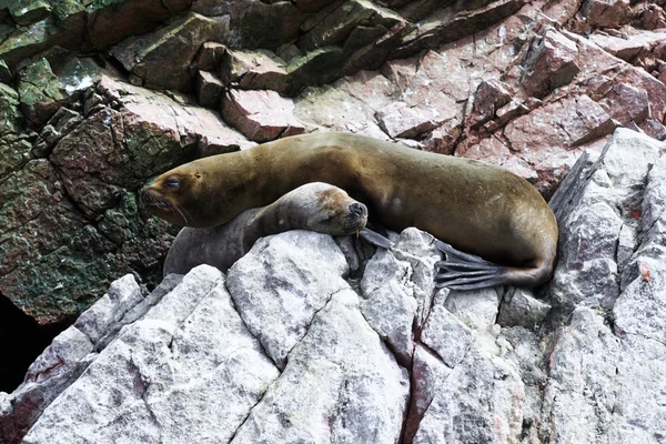 Leones marinos luchando por la roca —  Fotos de Stock