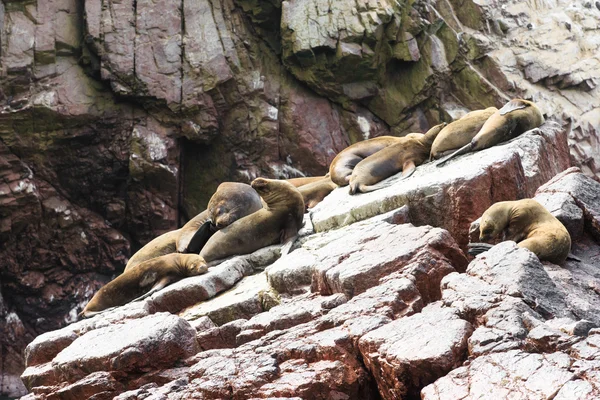 Sea lions fighting for rock — Stock Photo, Image