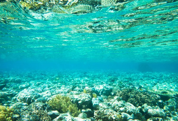 Podvodní panorama s rybami — Stock fotografie