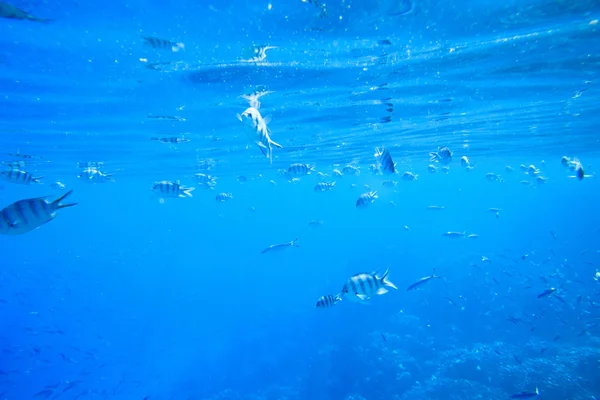 Tranquil underwater scene — Stock Photo, Image