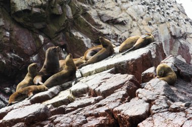 Deniz Aslanları rock için mücadele