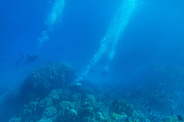 Спокійна підводний сцени — стокове фото