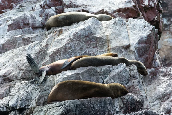 Sea lions fighting for rock — Stock Photo, Image