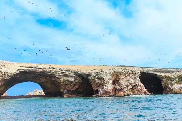 Burung-burung di Pulau Ballestas — Stok Foto