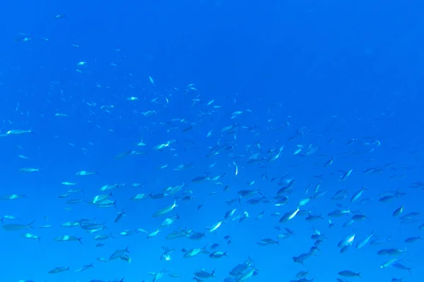 Aqua underwater scene — Stock Photo, Image