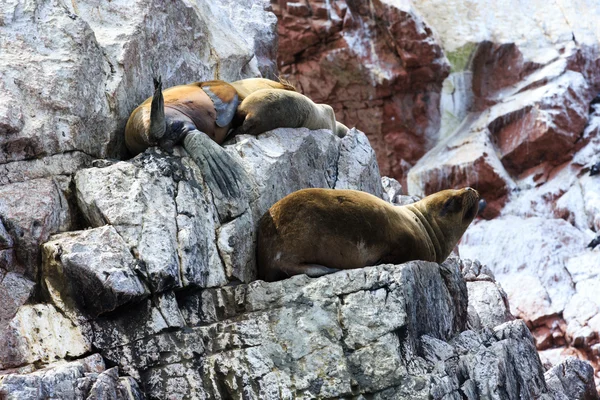 Zeeleeuwen vechten voor rock — Stockfoto