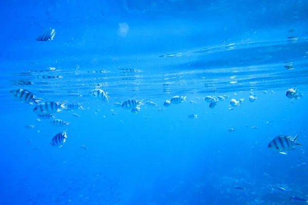Aqua scène sous-marine — Photo